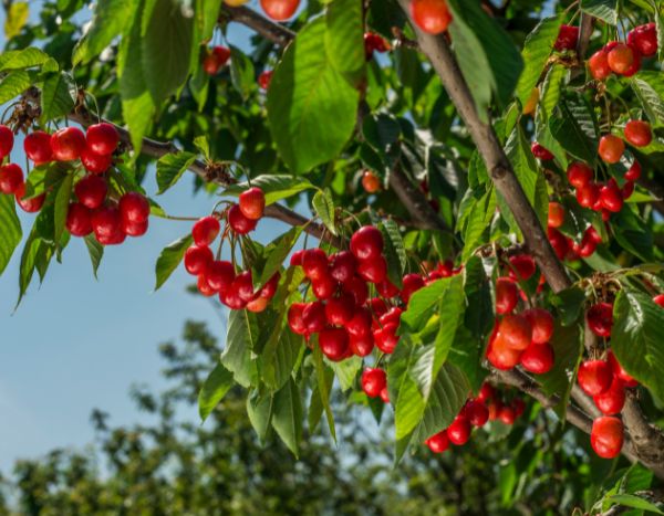 ¿Cuándo y cómo podar un cerezo sin comprometer la cosecha?