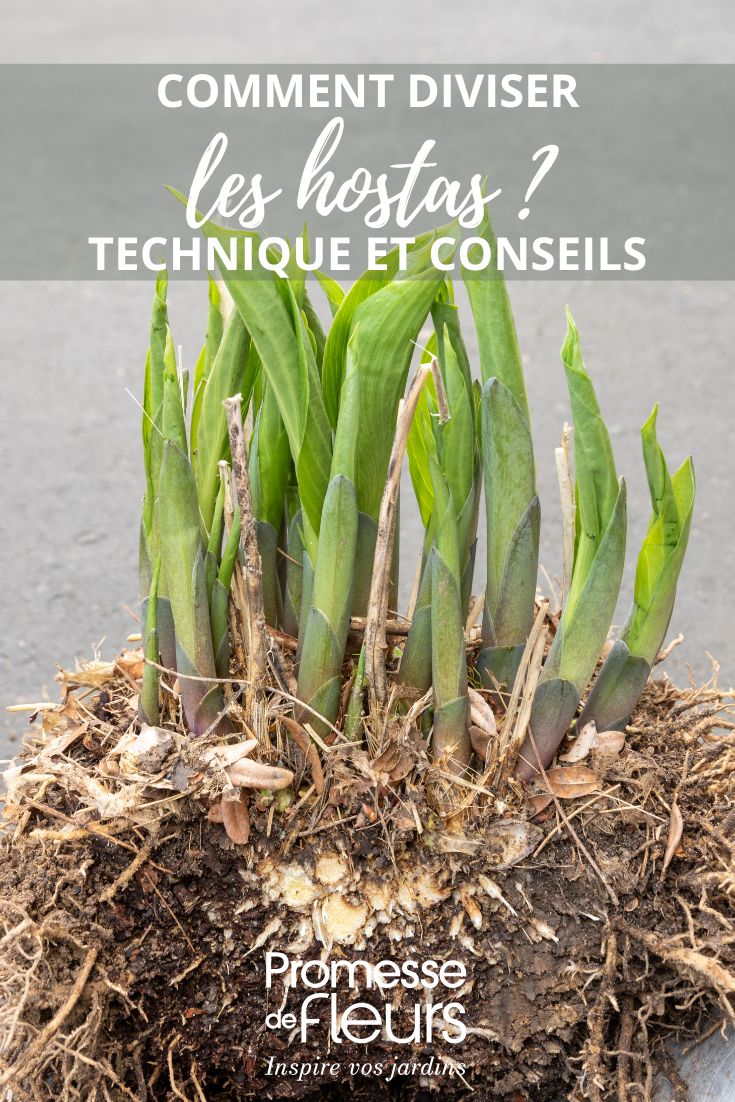 división de un hosta
