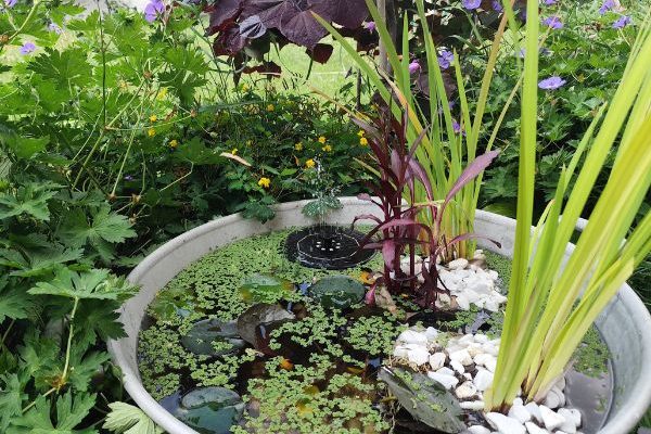 Cómo crear una pequeña charca de jardín