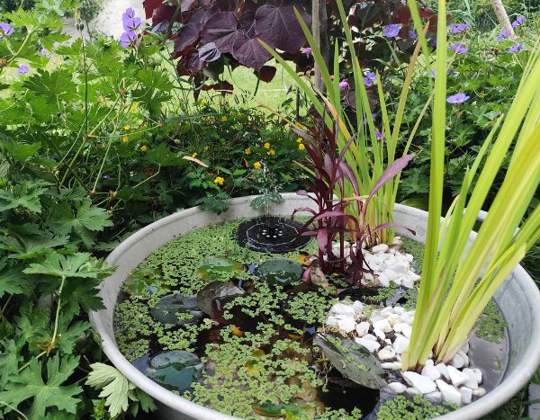 Cómo crear una pequeña charca de jardín