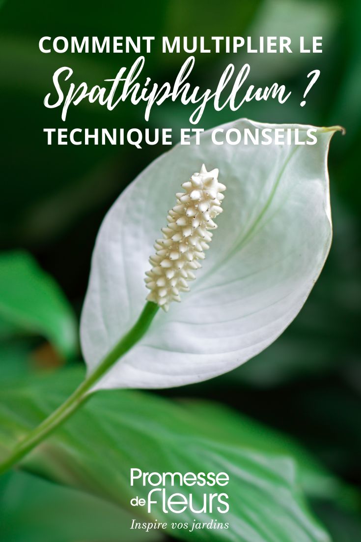 cómo dividir un Spathiphyllum