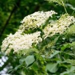 ¿Cómo podar un saúco para una bonita floración?