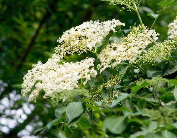 ¿Cómo podar un saúco para una bonita floración?