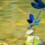 Libélulas, ranas, pájaros… instala una charca para acogerlos
