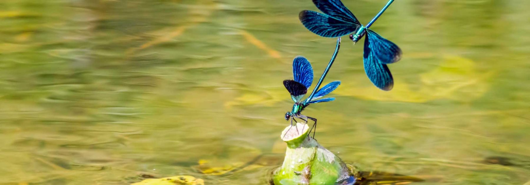 Libélulas, ranas, pájaros… instala una charca para acogerlos