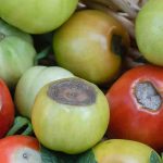Podredumbre apical del tomate: ¿cómo combatirla eficazmente?
