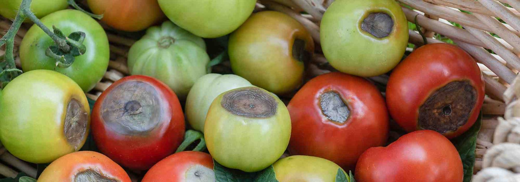 Podredumbre apical del tomate: ¿cómo combatirla eficazmente?