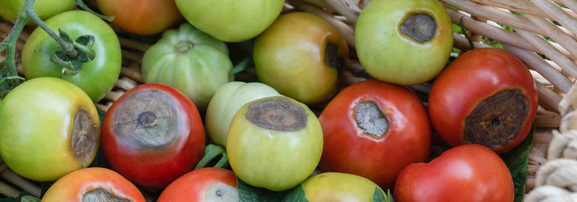 Podredumbre apical del tomate: ¿cómo combatirla eficazmente?