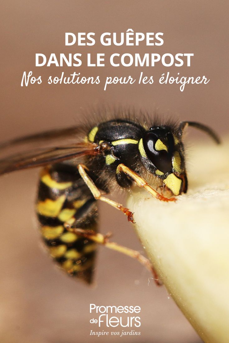 Avispas en el compost: ¿por qué están ahí y cómo alejarlas? ¿Cómo alejar las avispas del compost?