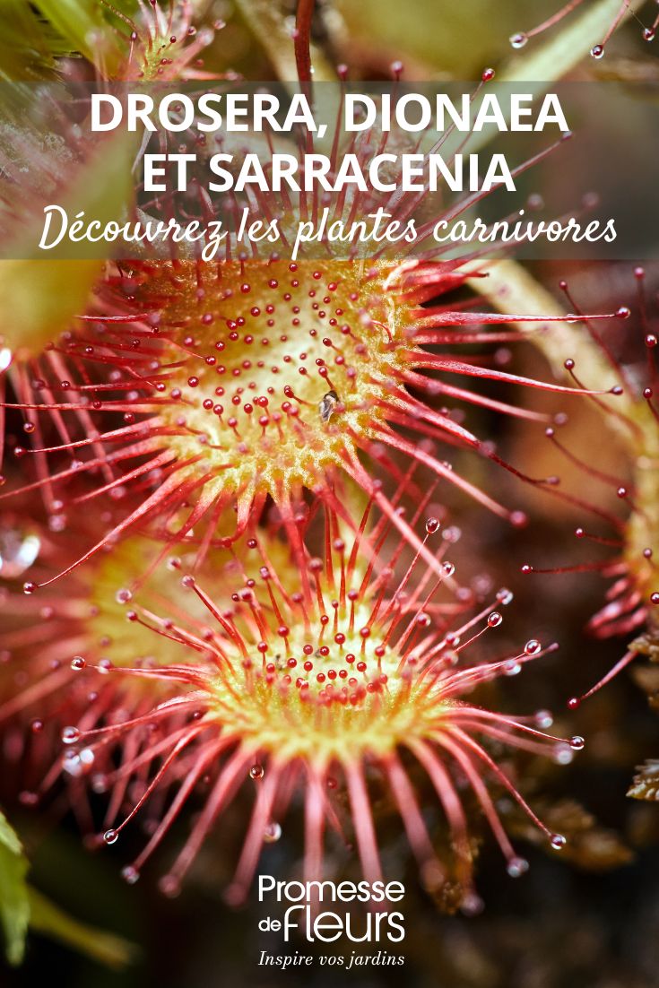 Drosera, Dionaea, Sarracenia... las grandes familias de plantas carnívoras dionaea