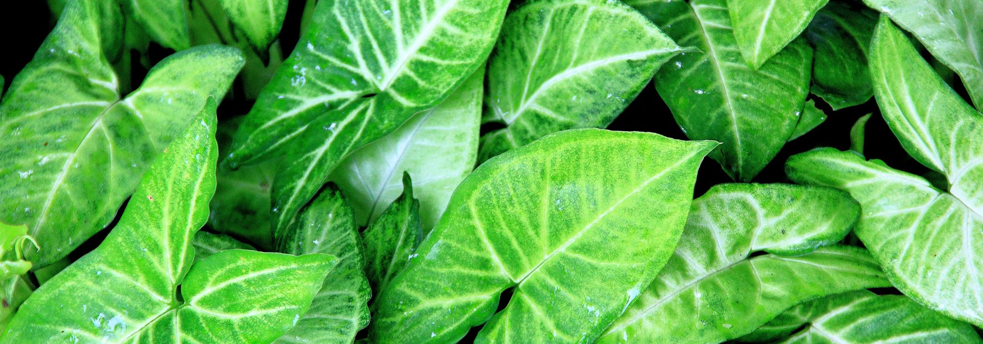 Syngonium - Hoja de flecha: consejos de cultivo y mantenimiento en interior