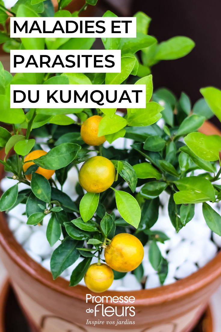 Kumquat: cómo cuidarlo
