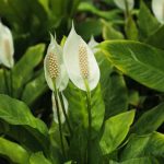 ¿Cómo multiplicar el Spathiphyllum?