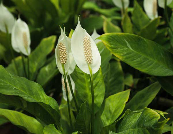 ¿Cómo multiplicar el Spathiphyllum?