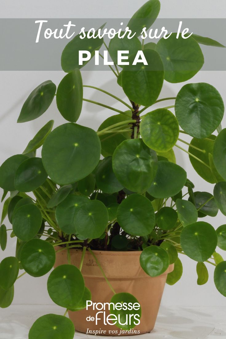 Pilea: Cultivo y cuidados todo sobre el pilea