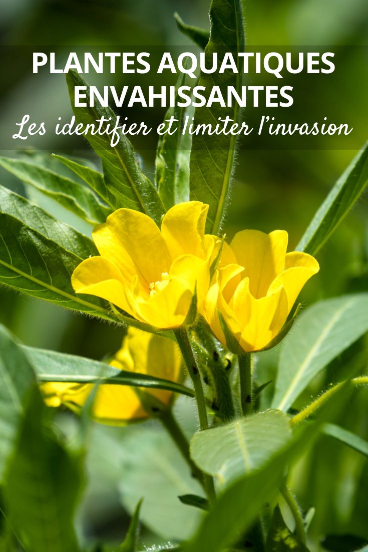 jara de agua (Ludwigia grandiflora)