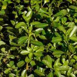 Plantas acuáticas invasoras: identificarlas y frenar la invasión