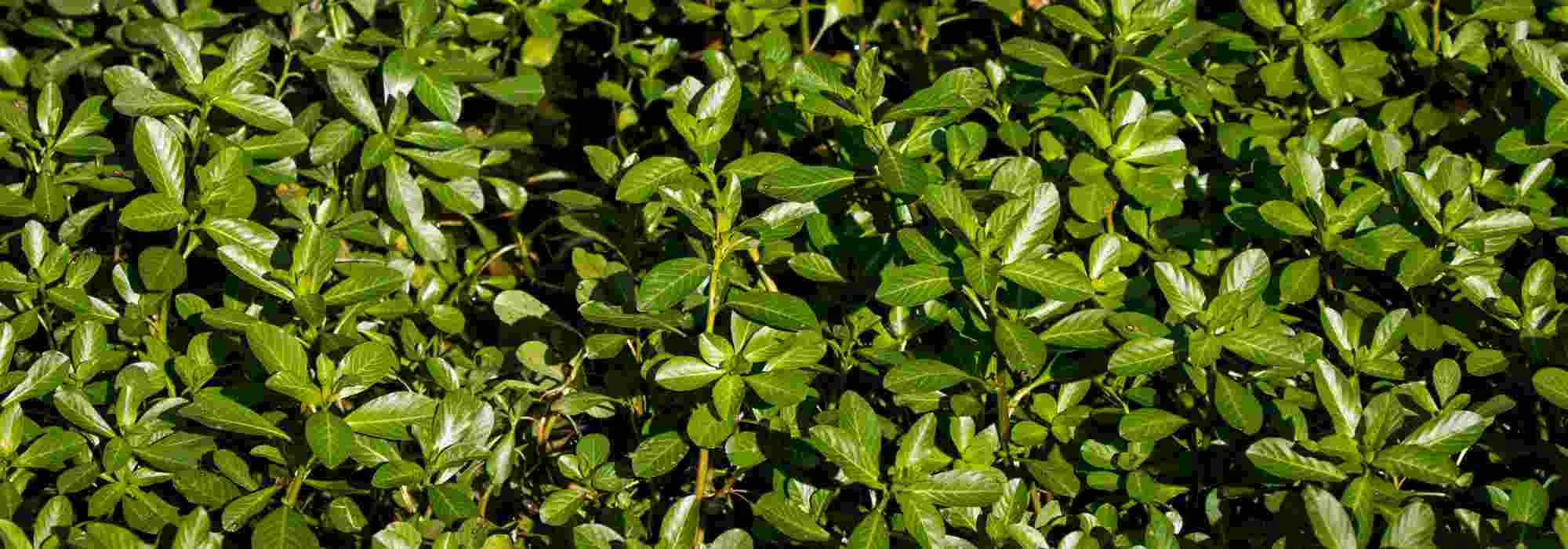 Plantas acuáticas invasoras: identificarlas y frenar la invasión