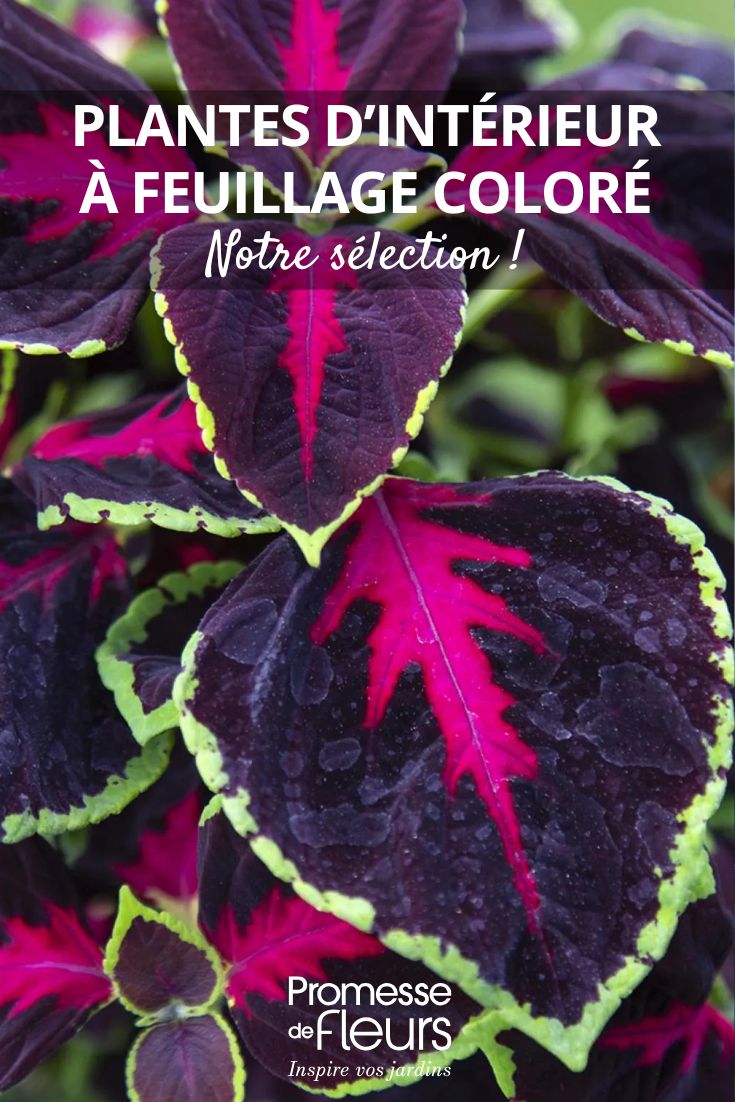 hojas de Coleus Mezmerize Chocolate Rose