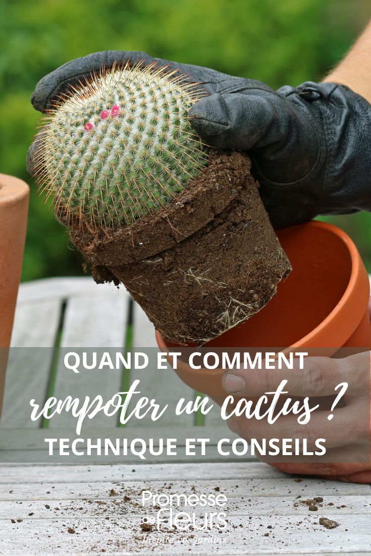 trasplante de un cactus