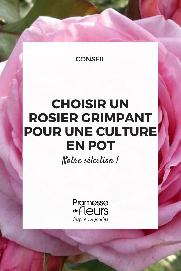 ¿Qué rosal trepador elegir para cultivo en maceta? rosal Oralinco