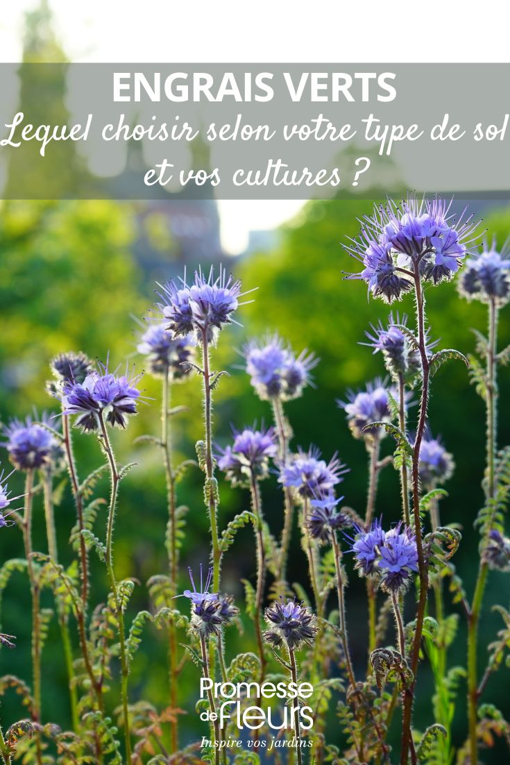 flores de facelia