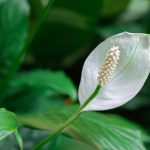 Flor de luna, *Spathiphyllum*: cultivo y cuidado