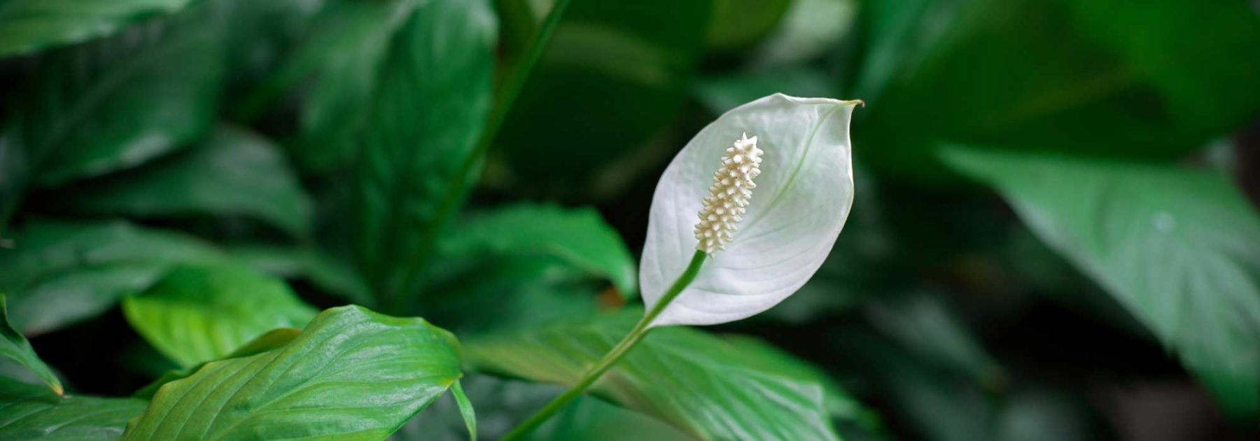 Flor de luna, *Spathiphyllum*: cultivo y cuidado