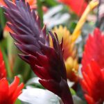 Vriesea: cultivo, floración y cuidados de esta planta de interior