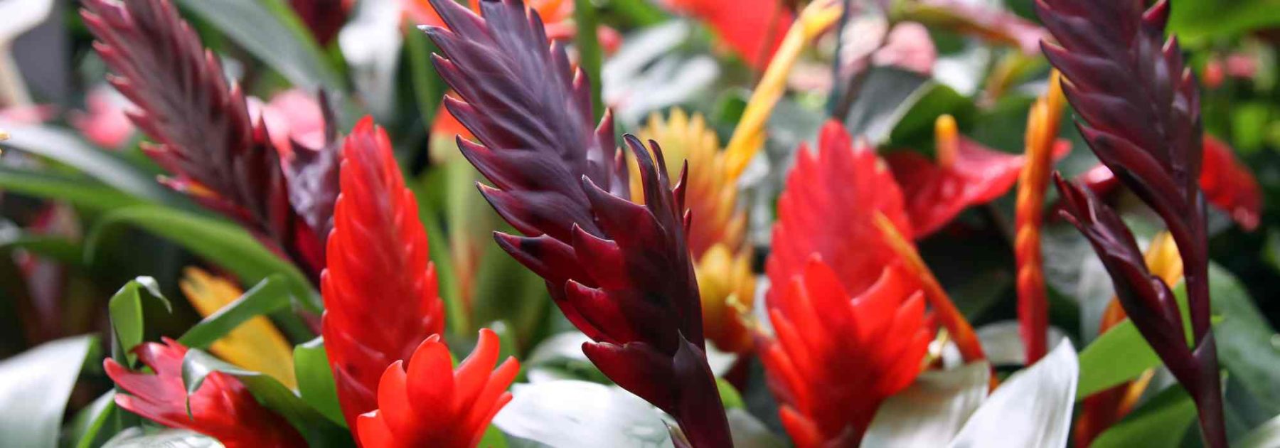 Vriesea: cultivo, floración y cuidados de esta planta de interior