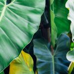 Xanthosoma: cultivar y cuidar