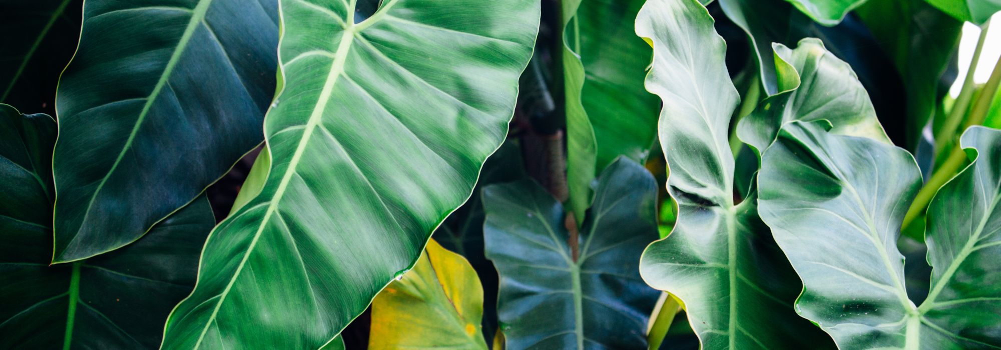 Xanthosoma: cultivar y cuidar