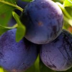 Variedades antiguas y locales de cerezos: una elección sostenible y llena de sabor