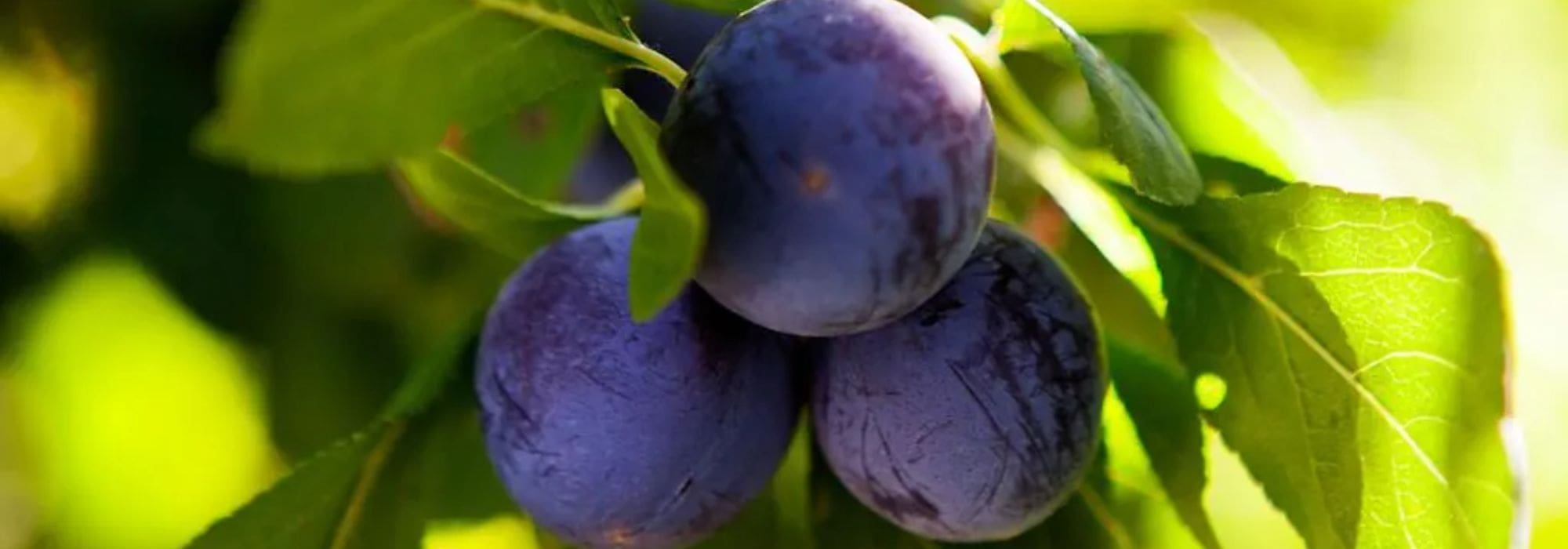 Variedades antiguas y locales de cerezos: una elección sostenible y llena de sabor