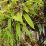 Mi bambú florece: ¿por qué? ¿Qué hacer?