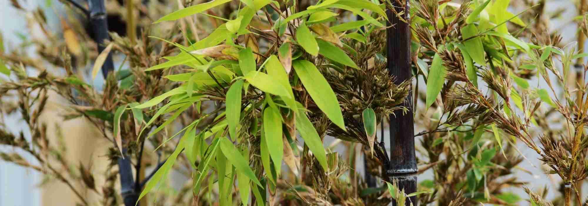 Mi bambú florece: ¿por qué? ¿Qué hacer?