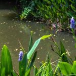 Charca y permacultura: ¿cómo integrar el agua en un jardín resiliente y vivo?