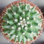 ¿Tu cactus se está poniendo amarillo? Descubre las causas y las soluciones