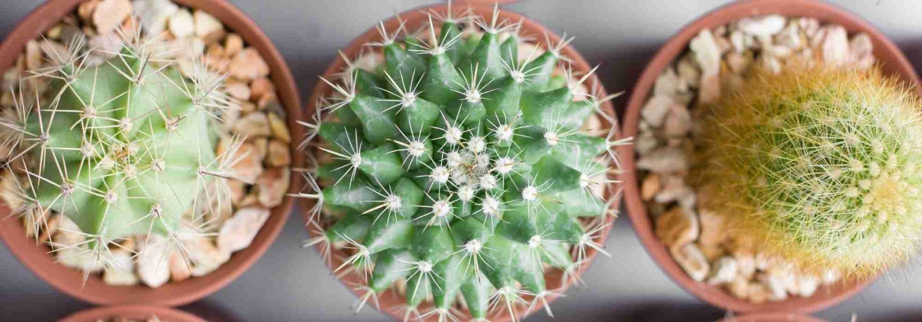 ¿Tu cactus se está poniendo amarillo? Descubre las causas y las soluciones