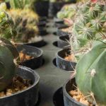 Riego de cactus: los errores que no debes cometer