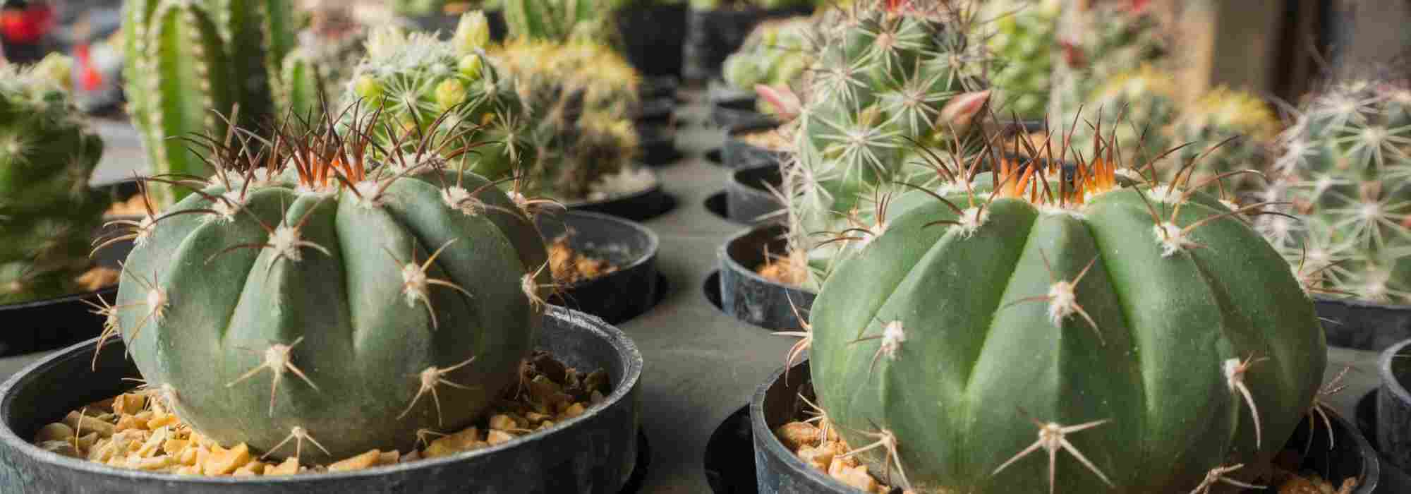 Riego de cactus: los errores que no debes cometer