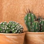 Cactus de interior: las especies más fáciles de cultivar