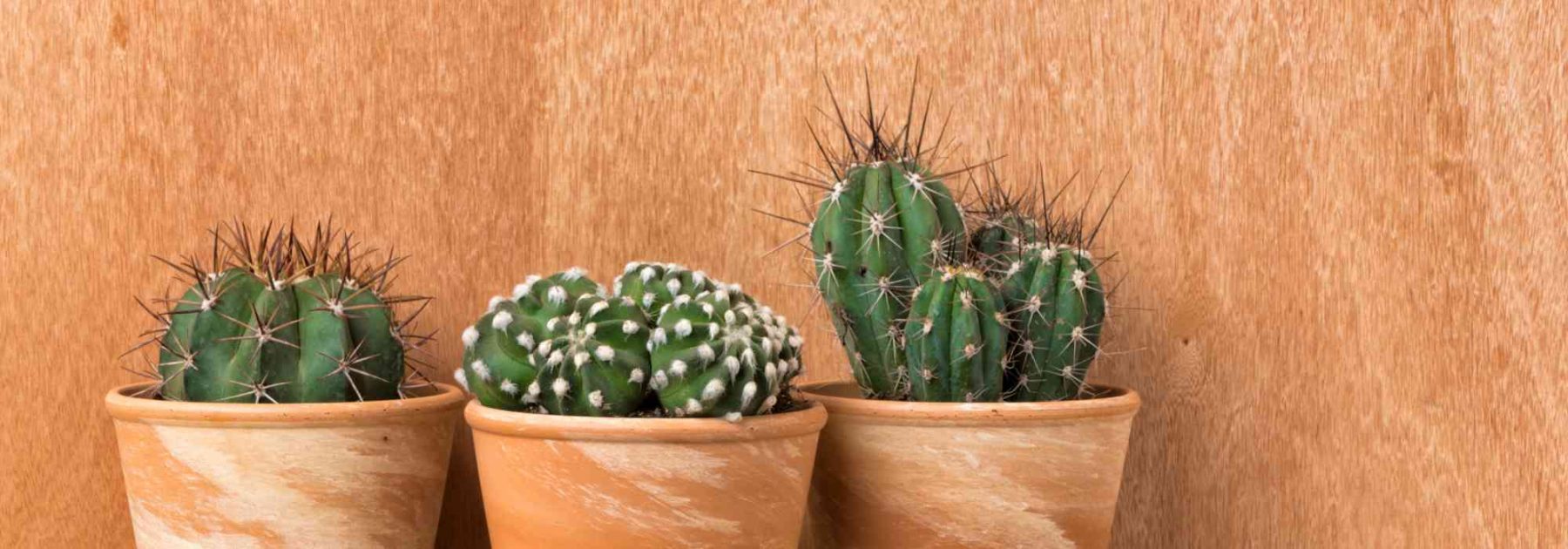 Cactus de interior: las especies más fáciles de cultivar