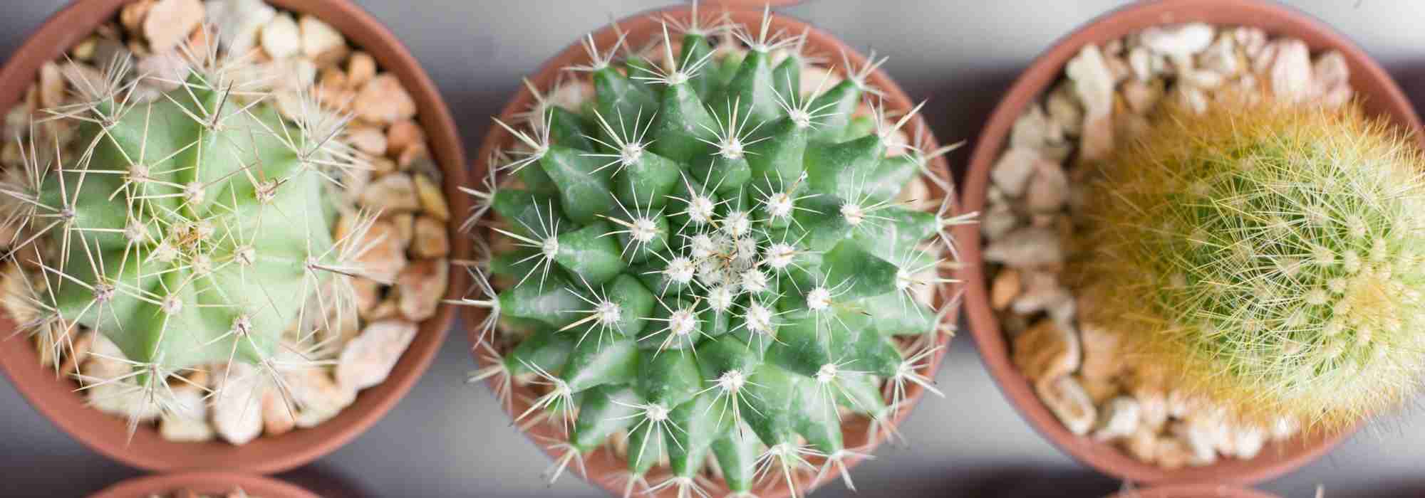 ¿Tu cactus se está poniendo amarillo? Descubre las causas y las soluciones