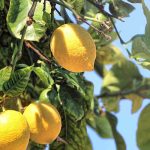 ¿Cómo cultivar el limonero?