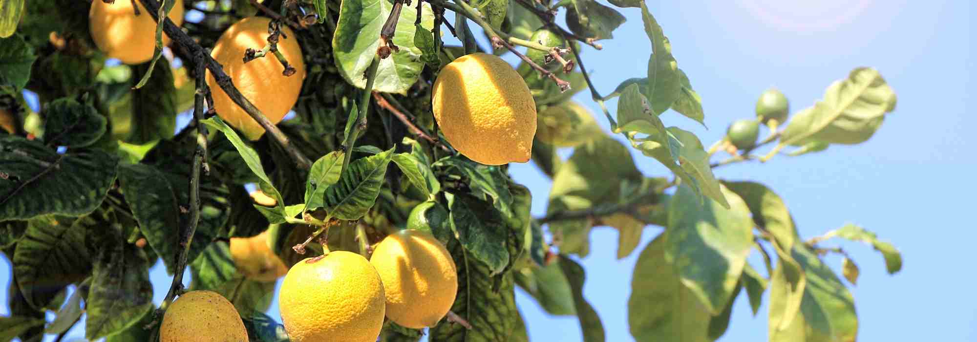 ¿Cómo cultivar el limonero?