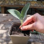 Cómo lograr esquejes herbáceos con éxito.