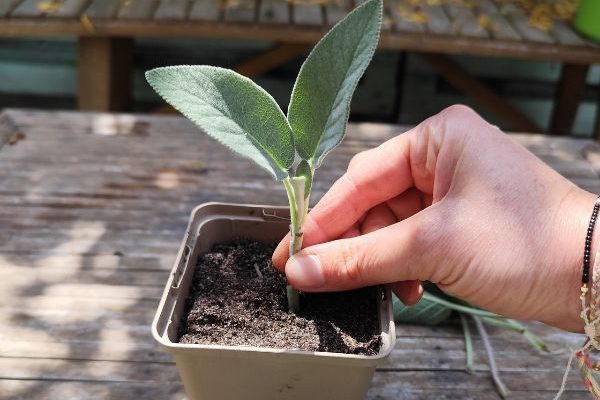 Cómo lograr esquejes herbáceos con éxito.