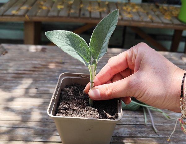 Cómo lograr esquejes herbáceos con éxito.