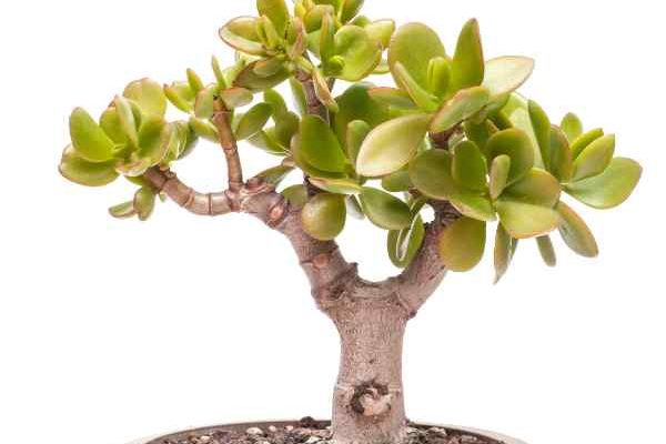 ¿Cómo podar la Crásula ovata?